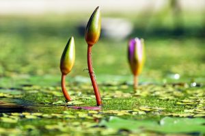 water lilies, buds, pond-1388690.jpg